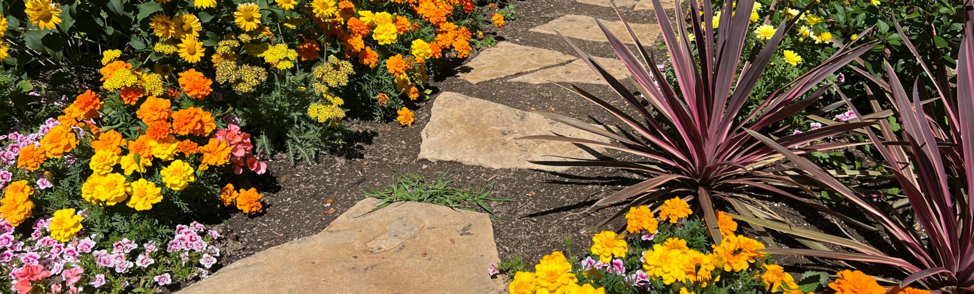 A stepping stone walkway through garden beds with yellow and orange flowers.