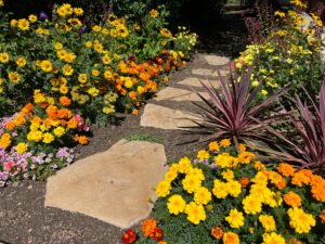 A stepping stone walkway through garden beds with yellow and orange flowers.
