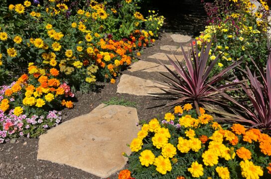 A stepping stone walkway through garden beds with yellow and orange flowers.