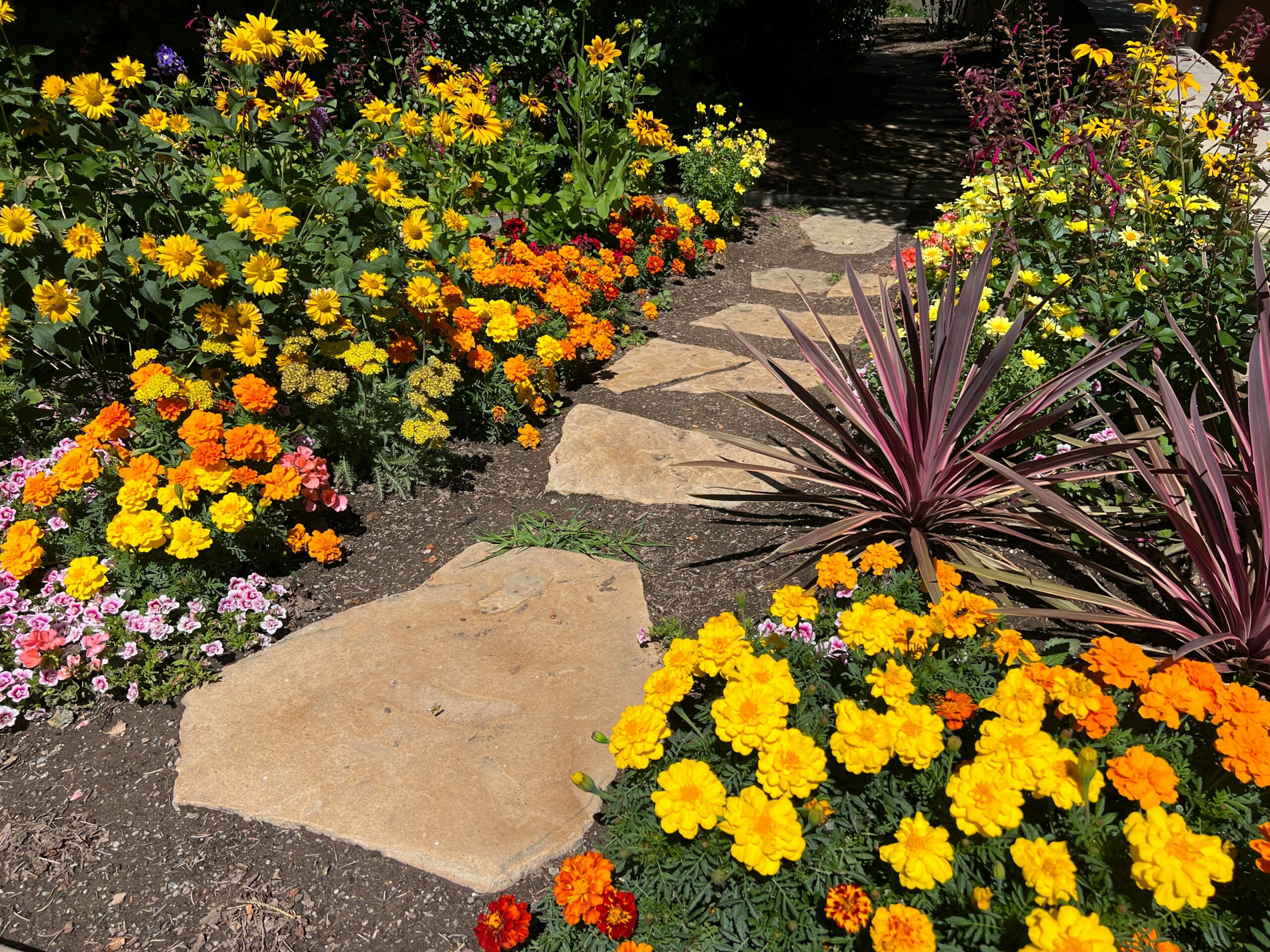A stepping stone walkway through garden beds with yellow and orange flowers.